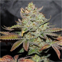 Monster Cookies a granel feminizadas