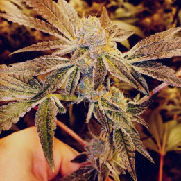 Gorilla Glue a granel feminizadas