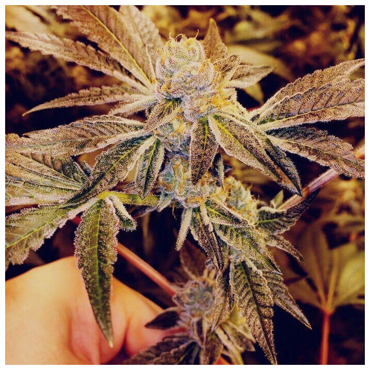 Gorilla Glue a granel feminizadas
