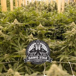Ewok (Dawg Star)