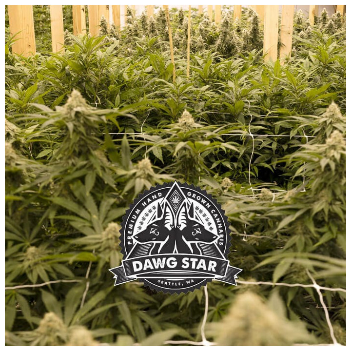 Ewok (Dawg Star)