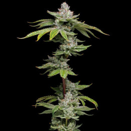 Critical Purple Kush (Dawg Star)