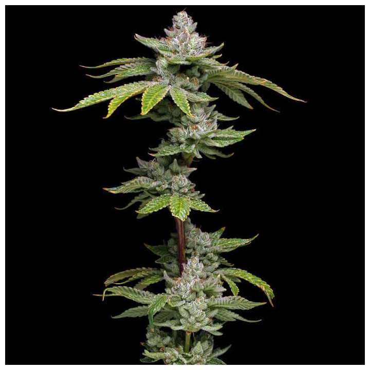 Critical Purple Kush (Dawg Star)