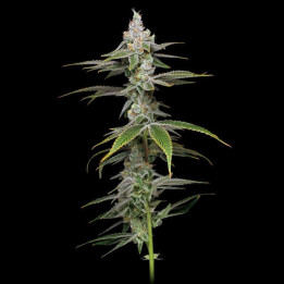Grease Monkey (Phat Panda)