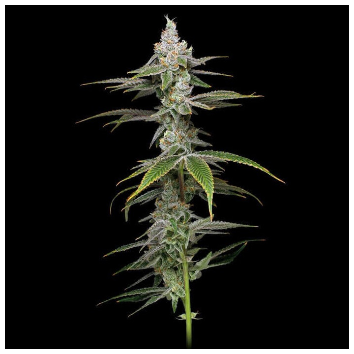 Grease Monkey (Phat Panda)