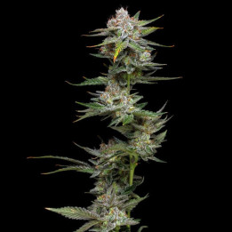 Wifi (Phat Panda)