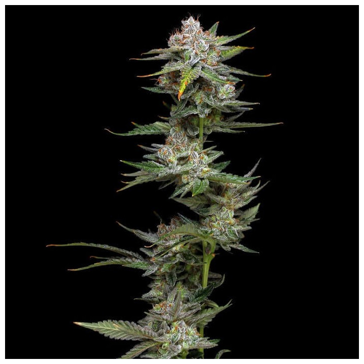 Wifi (Phat Panda)