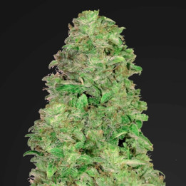CBD Auto 20:1 (Fast Buds)