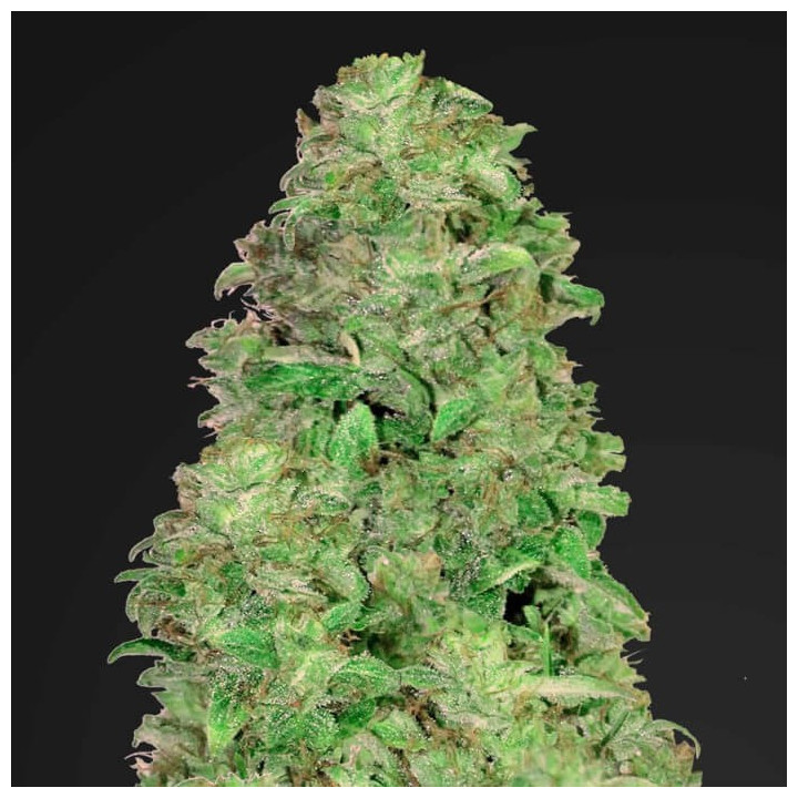 CBD Auto 20:1 (Fast Buds)