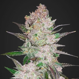 Cream Cookies Auto (Fast Buds)