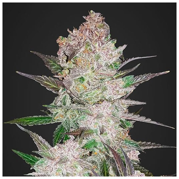 Cream Cookies Auto (Fast Buds)