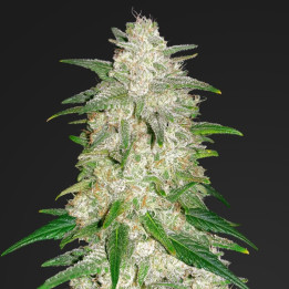 Gelato Auto (Fast Buds)