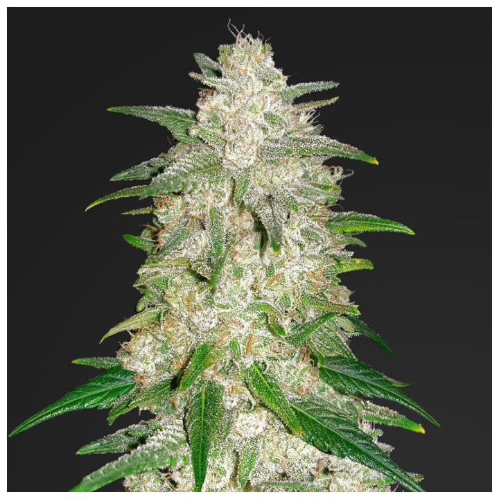 Gelato Auto (Fast Buds)