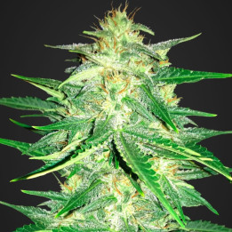 Cream Cookies Auto (Fast Buds)