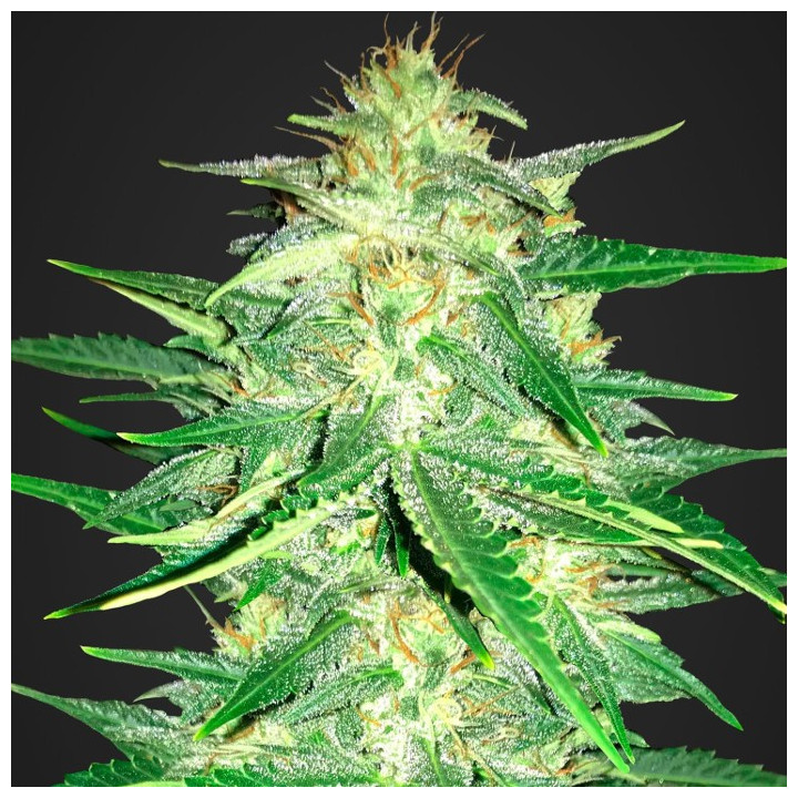 Cream Cookies Auto (Fast Buds)