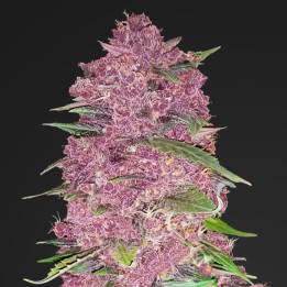 Gelato Auto (Fast Buds)