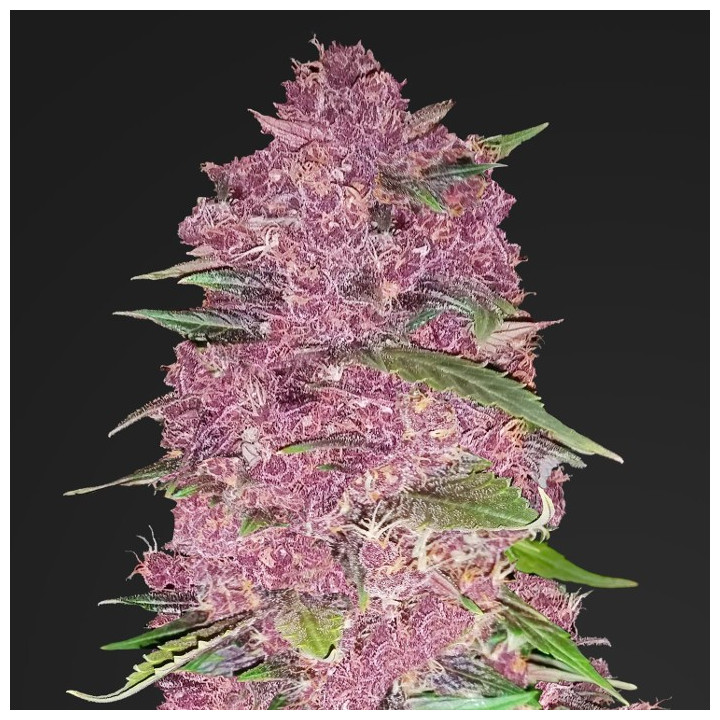 Gelato Auto (Fast Buds)