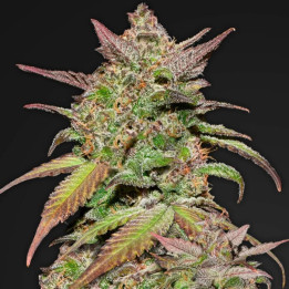 Purple Lemonade (Fast Buds)