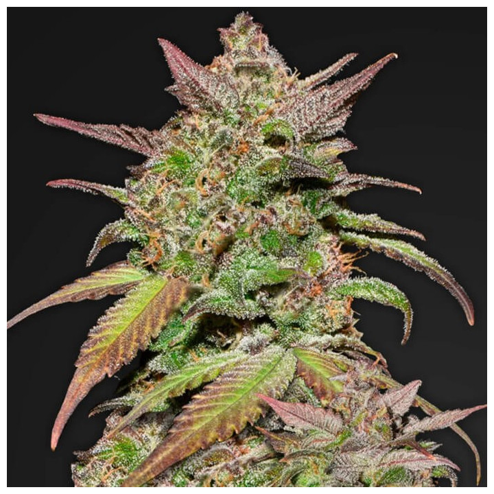 Purple Lemonade (Fast Buds)