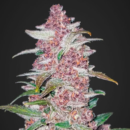 Lemon AK Auto (Fast Buds)