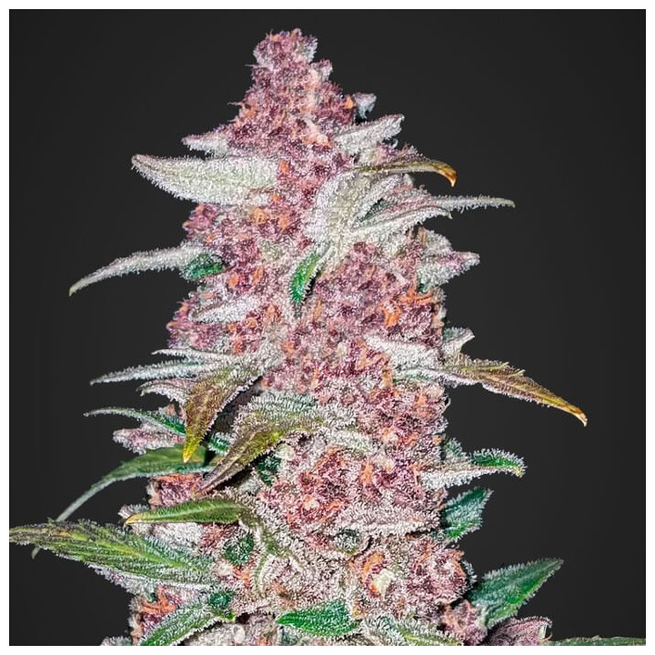 Lemon AK Auto (Fast Buds)