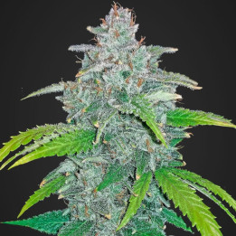 Blackberry Auto (Fast Buds)