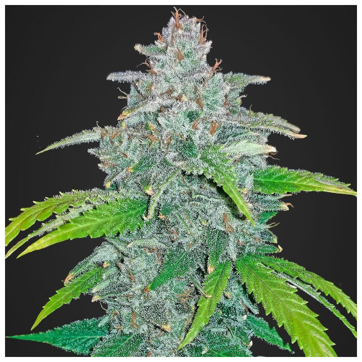 Blackberry Auto (Fast Buds)