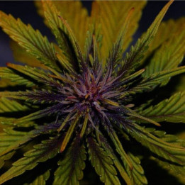 Dark Rose Auto CBD (Elite Seeds)