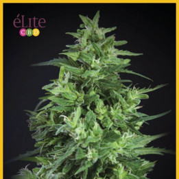 Llimonet Haze Ultra CBD (Elite Seeds)