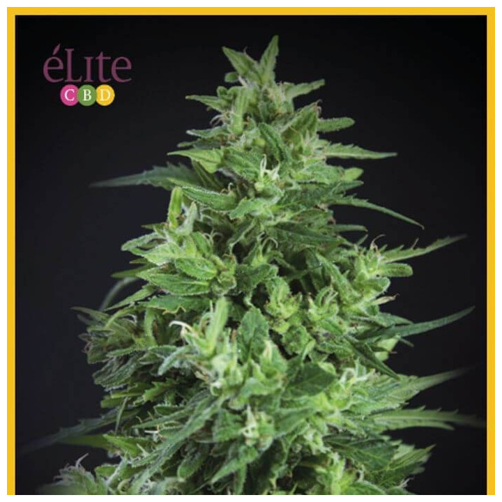 Llimonet Haze Ultra CBD (Elite Seeds)