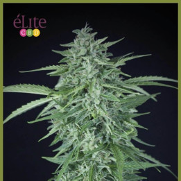 Llimonet Haze Auto CBD (Elite Seeds)