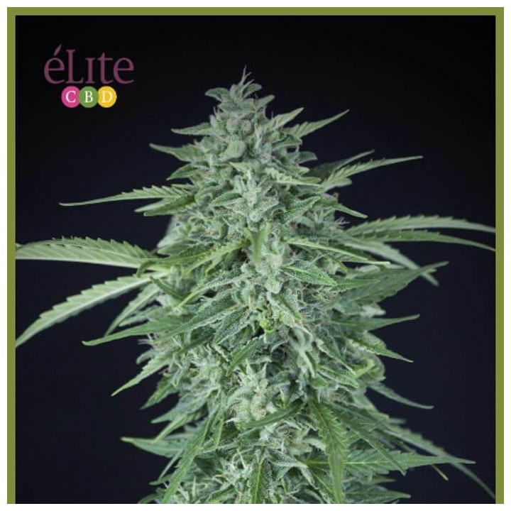 Llimonet Haze Auto CBD (Elite Seeds)