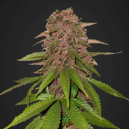 C4 Auto (Fast Buds)