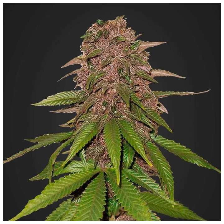 C4 Auto (Fast Buds)