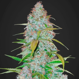 Californian Snow Auto (Fast Buds)