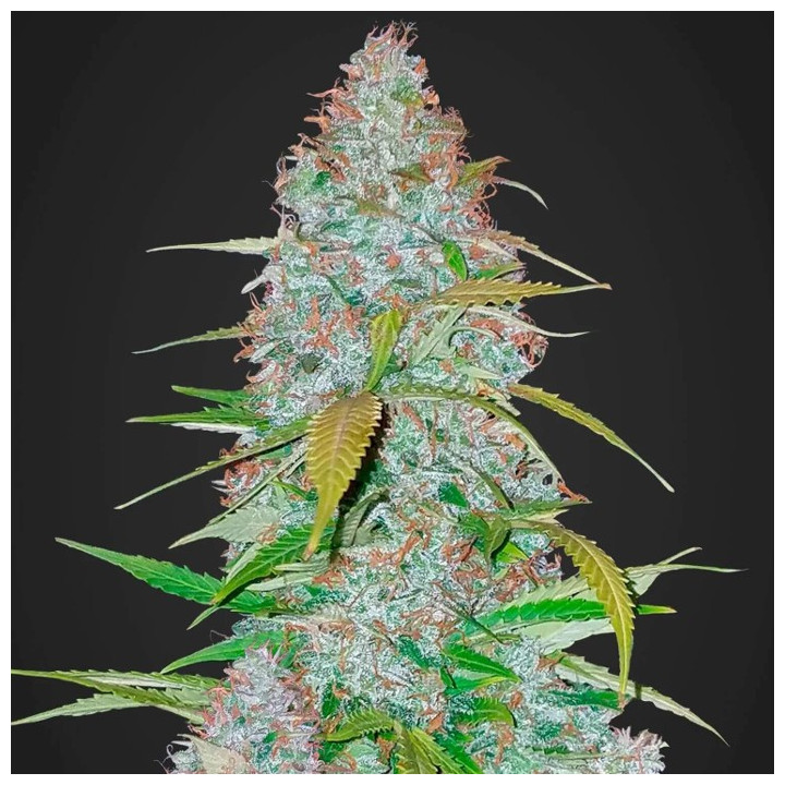 Californian Snow Auto (Fast Buds)