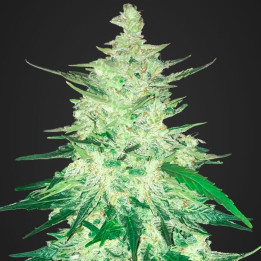 Californian Snow Auto (Fast Buds)