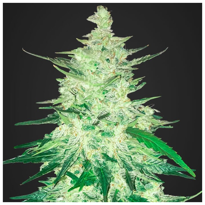 Californian Snow Auto (Fast Buds)