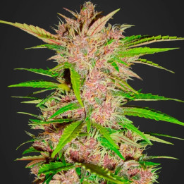 Fastberry Auto (Fast Buds)