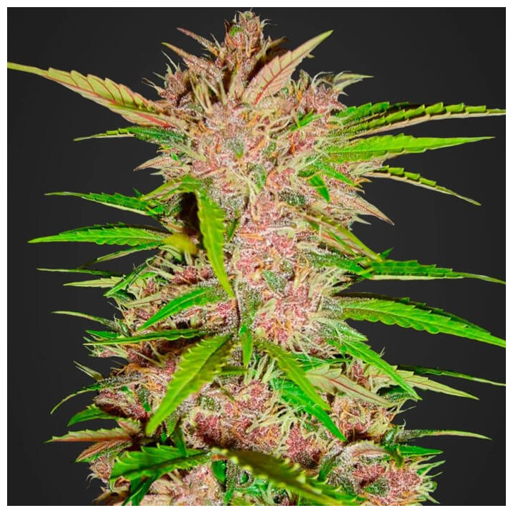 Fastberry Auto (Fast Buds)