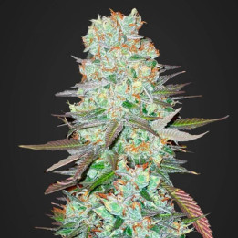 G14 Auto (Fast Buds)