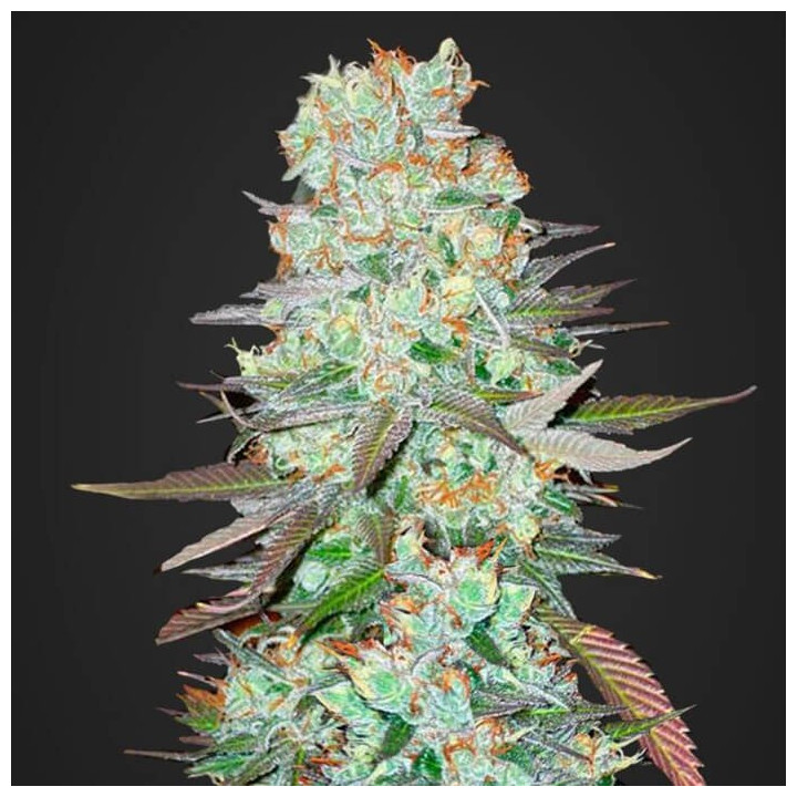 G14 Auto (Fast Buds)
