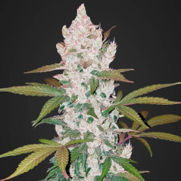 Girl Scout Cookies Auto (Fast Buds)
