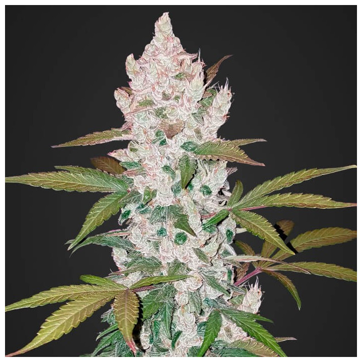 Girl Scout Cookies Auto (Fast Buds)