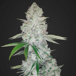 Gorilla Glue Auto (Fast Buds)