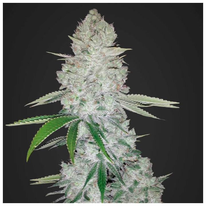Gorilla Glue Auto (Fast Buds)