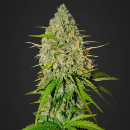 Grapefruit Auto (Fast Buds)
