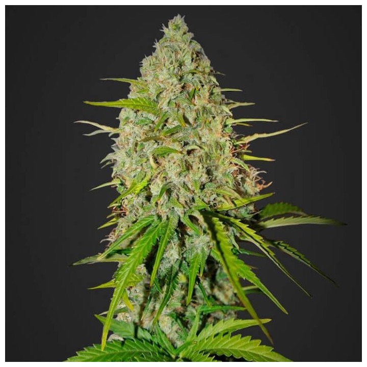 Grapefruit Auto (Fast Buds)