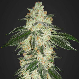Green Crack Auto (Fast Buds)