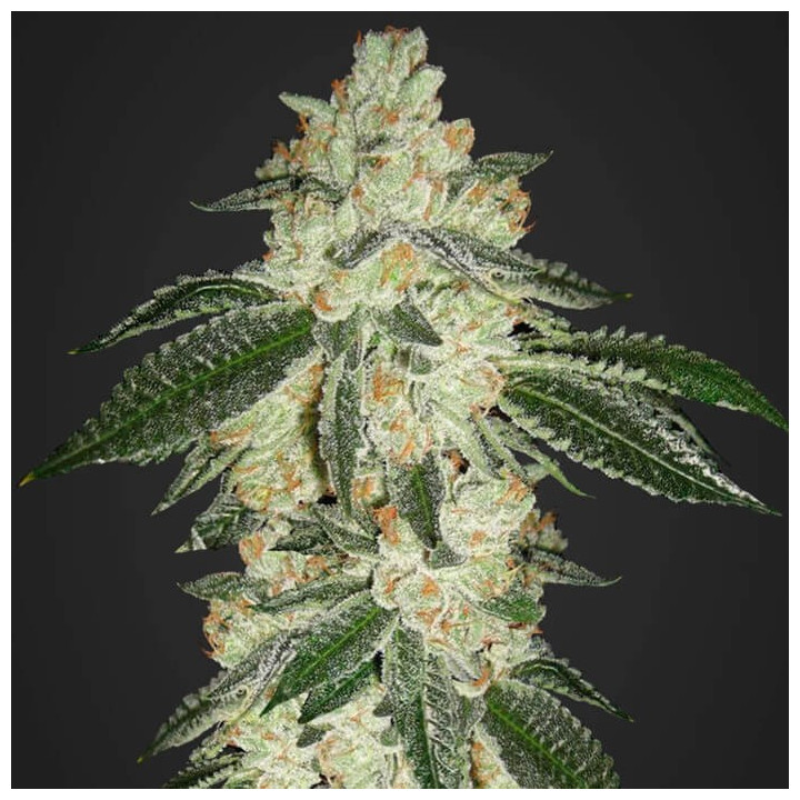 Green Crack Auto (Fast Buds)